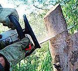 Best Tree Preservation Services  in Four Corners, TX