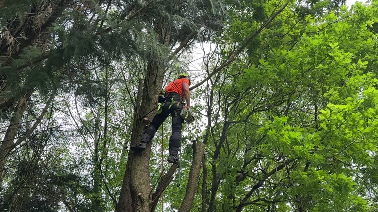 Best Storm Damage Tree Cleanup  in Four Corners, TX