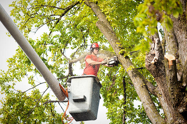 Best Fruit Tree Pruning  in Four Corners, TX